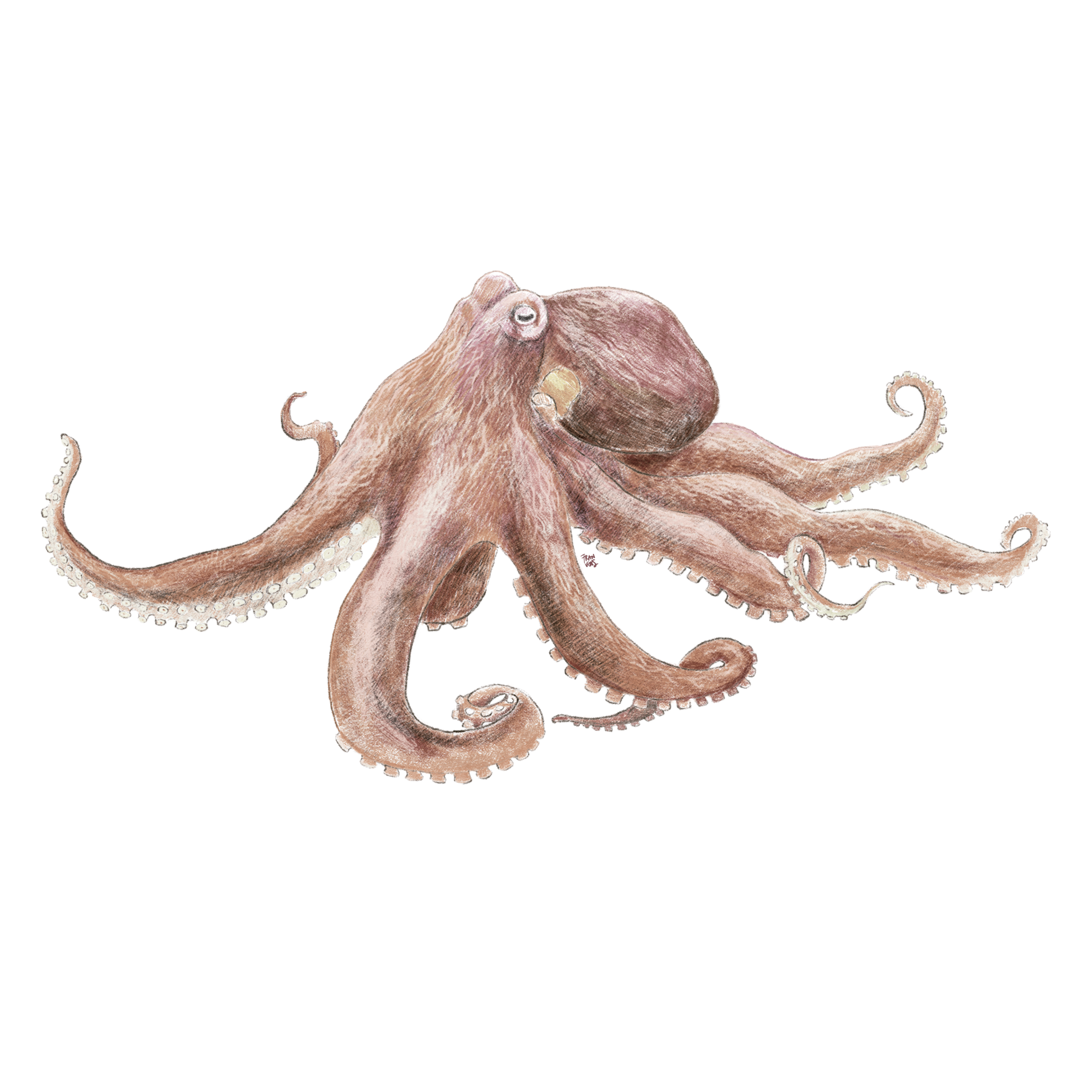 Pulpo del norte