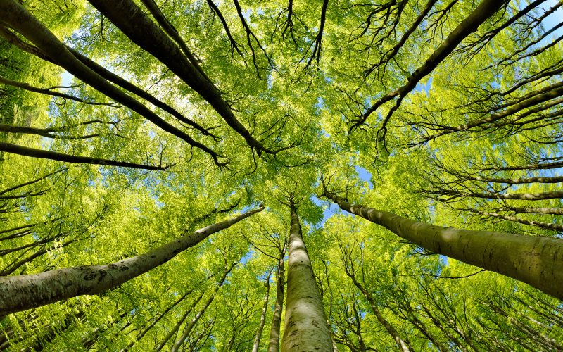 Beech Trees Forest in Early Spring, from below, fresh green leav